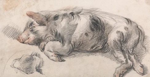 Cochon endormi